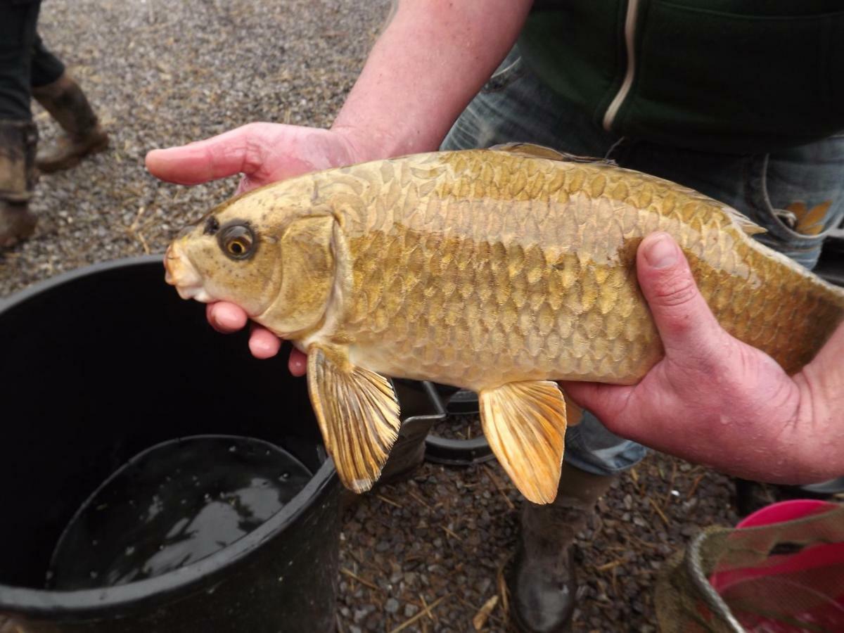 Villa Marsh Water Ponds Fishery Kidwelly Exterior foto